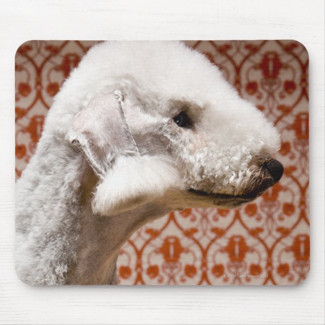 Studio shot of Bedlington Terrier Musmatta (Framsidan)