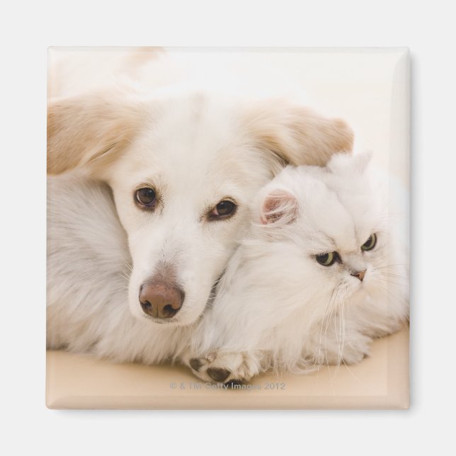 Studio shot of cat and hund magnet (Framsidan)