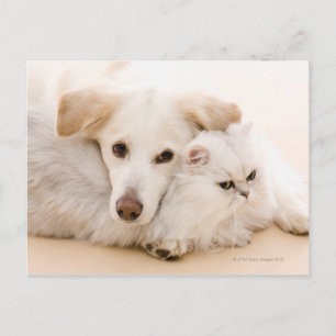 Studio shot of cat and hund vykort