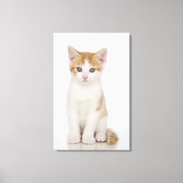Studio shot of kitten canvastryck (Framsida)