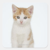 Studio shot of kitten