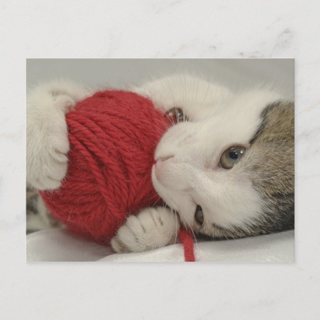 Studio-skott Vykort (Framsida)