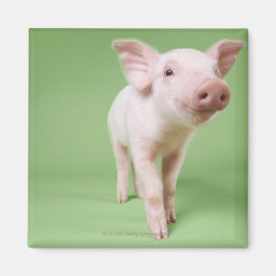 Studio som klipps ut ur ett Pigletanseende Magnet