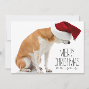 Studio som skjutas av den Shiba Inu hunden som ha Julkort