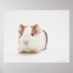 Studio som skjutas av försökskanin poster