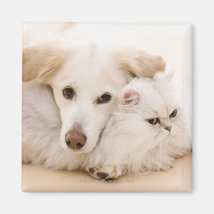 Studio som skjutas av katt och hunden magnet