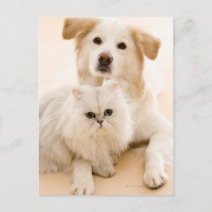 Studio som skjutas av katt och hunden vykort