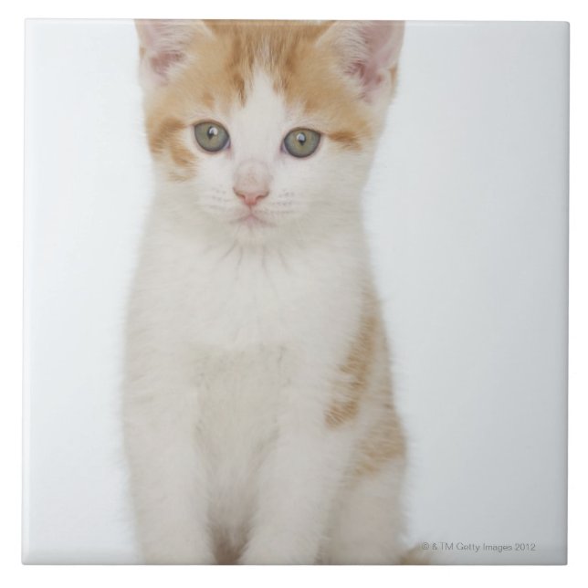 Studio som skjutas av kattunge kakelplatta (Framsidan)