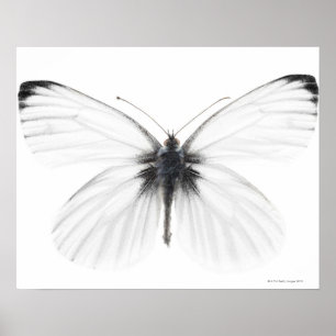 Studio som skjutas av kor-veined vitfjäril poster