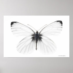 Studio som skjutas av kor-veined vitfjäril poster