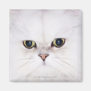 Studio som skjutas av vitperserkatt magnet