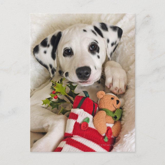 studio vykort (Framsida)