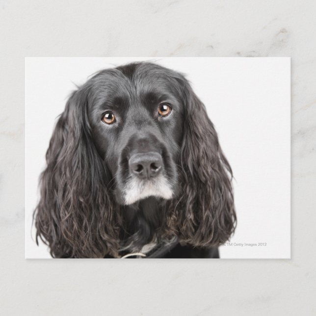 Studioporträtt av cocker spaniel vykort (Framsida)