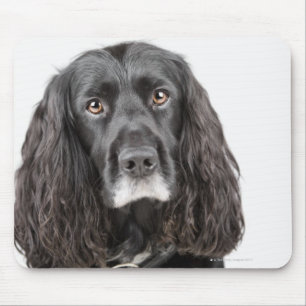 Studioporträtt av cockerspanielspanielen musmatta