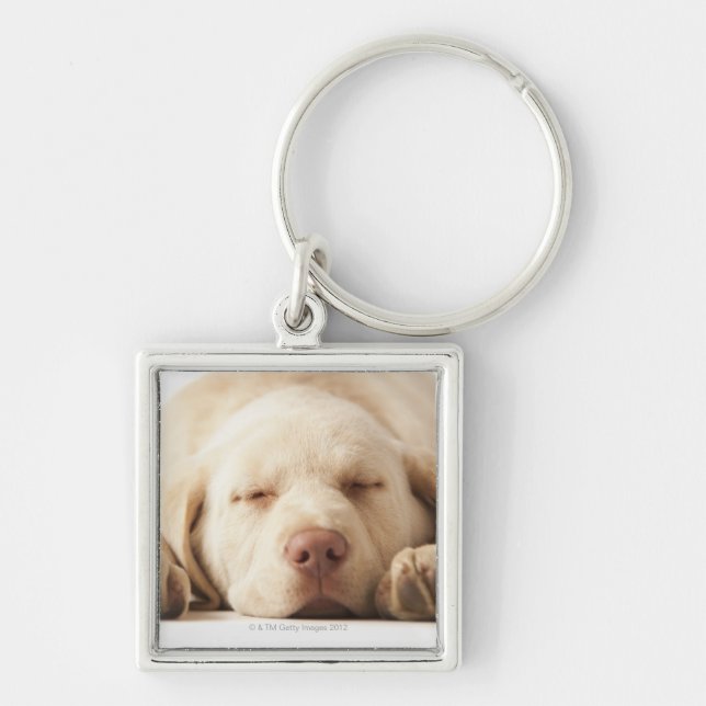 Studioporträtt av den gula Labrador retrieveren Fyrkantig Silverfärgad Nyckelring (Framsidan)