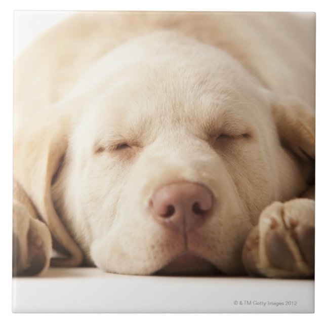 Studioporträtt av den gula Labrador retrieveren Kakelplatta (Framsidan)