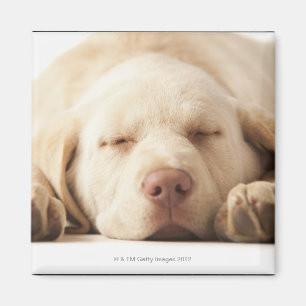 Studioporträtt av den gula Labrador retrieveren Magnet