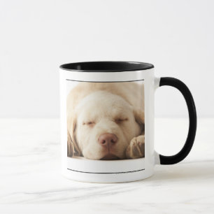Studioporträtt av den gula Labrador retrieveren Mugg