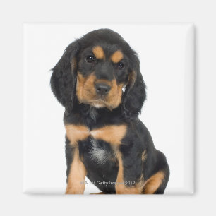 Studioporträtt av den Rottweiler valpen Magnet