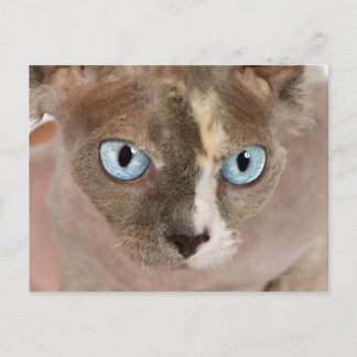Studioporträtt av Sphynx-katt Vykort