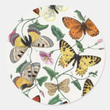 Study of diurnal butterflies by Paul Gervais