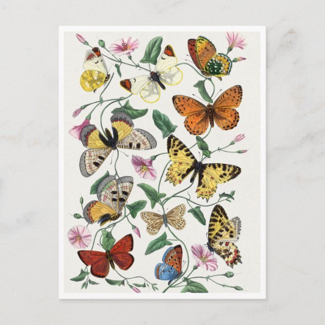 Study of diurnal butterflies by Paul Gervais Vykort (Framsida)