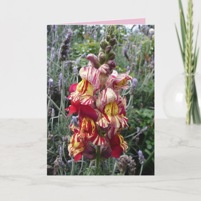 Stugträdgård Randig Röd Snapdragons Blommig Kort (Framsida)
