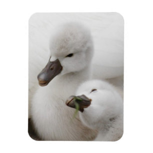 Stumma svanCygnets Magnet