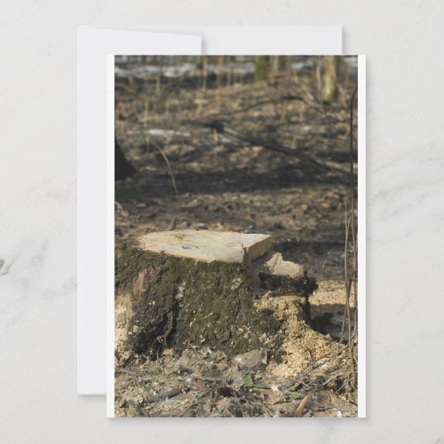 Stump i träd (Framsida)