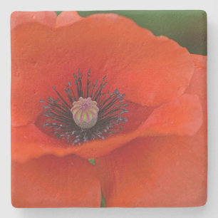 Stunkning Red Poppy Stenunderlägg