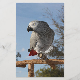 Stunning African Grått Parrot