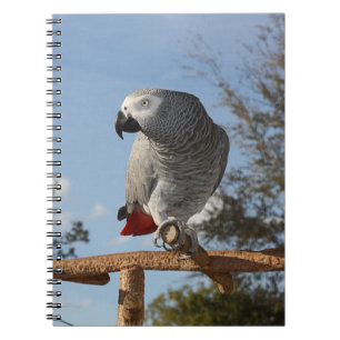 Stunning African Grått Parrot Anteckningsbok Med Spiral