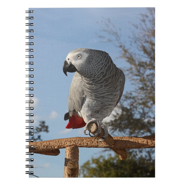 Stunning African Grått Parrot Anteckningsbok Med Spiral (Framsidan)