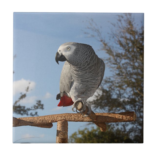Stunning African Grått Parrot Kakelplatta (Framsidan)