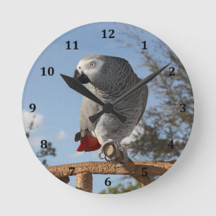 Stunning African Grått Parrot Rund Klocka