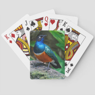 Stunning African Superb Starling Songbird Casinokort
