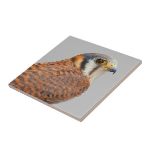 Stunning American Kestrel Sparrowhawk Falcon Kakelplatta