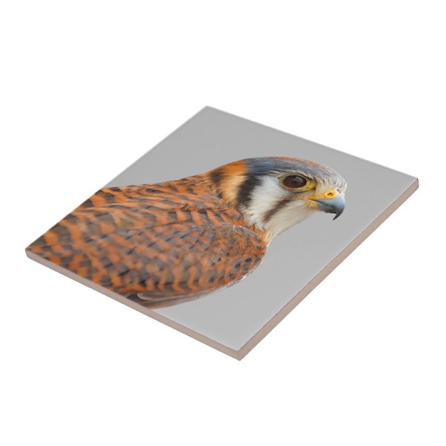 Stunning American Kestrel Sparrowhawk Falcon Kakelplatta (Sidan)