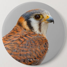 Stunning American Kestrel Sparrowhawk Falcon Knapp