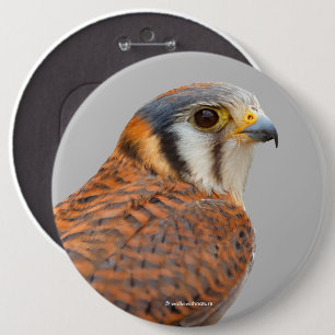 Stunning American Kestrel Sparrowhawk Falcon Knapp