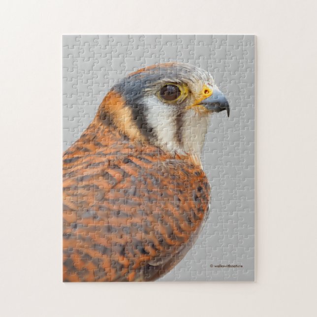 Stunning American Kestrel Sparrowhawk Falcon Pussel (Vertikal)