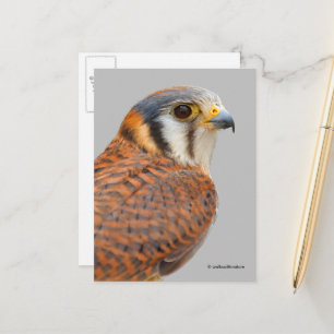 Stunning American Kestrel Sparrowhawk Falcon Vykort