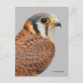Stunning American Kestrel Sparrowhawk Falcon Vykort