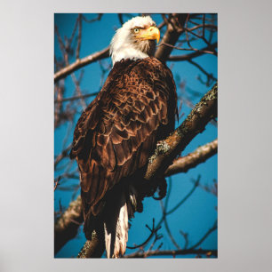 Stunning American Örn Poster