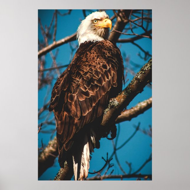 Stunning American Örn Poster (Framsidan)