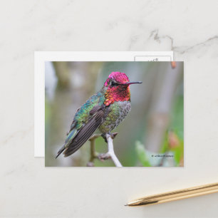 Stunning Anna Hummingbird på Gren Vykort