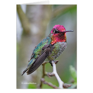 Stunning Anna Hummingbird på Plum Träd Hälsning Hälsningskort