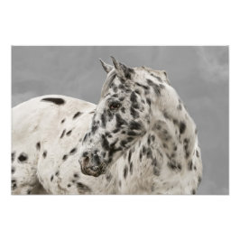 Stunning appaloosa gelding fototryck