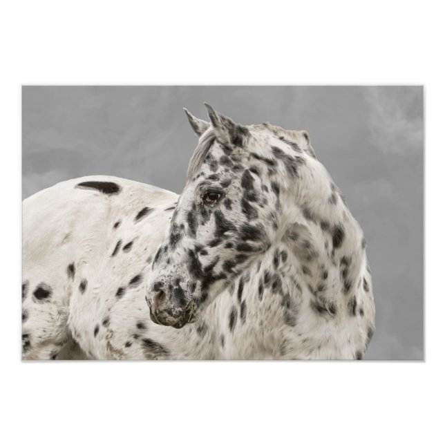 Stunning appaloosa gelding fototryck (Framsidan)