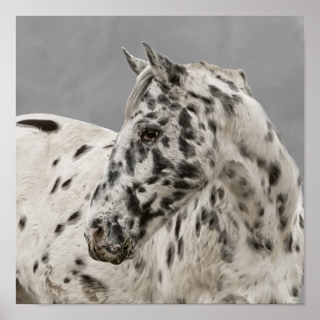 Stunning appaloosa gelding poster (Framsidan)